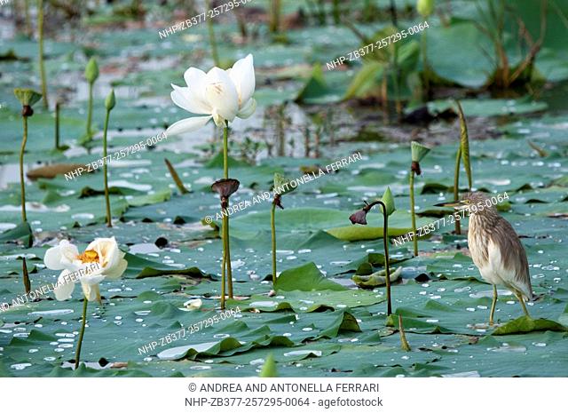 Indian pond heron or paddybird Ardeola grayii, Wilpattu National Park, Sri Lanka