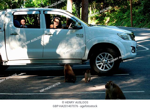 Thailand, Asia - Phuket - Child in the car looking at northern pig-tailed macaques (Macaca leonina) - September 2014