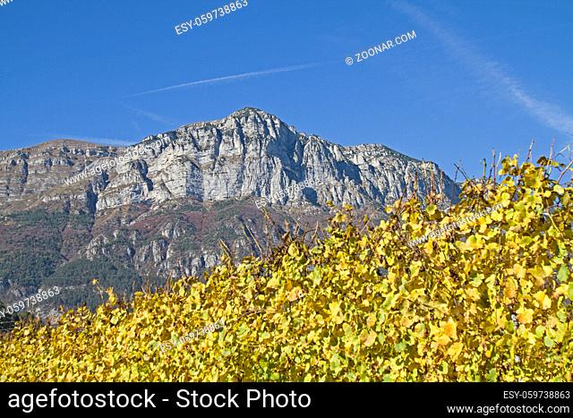 Herbstlich gefärbte Weinberge im Trentino