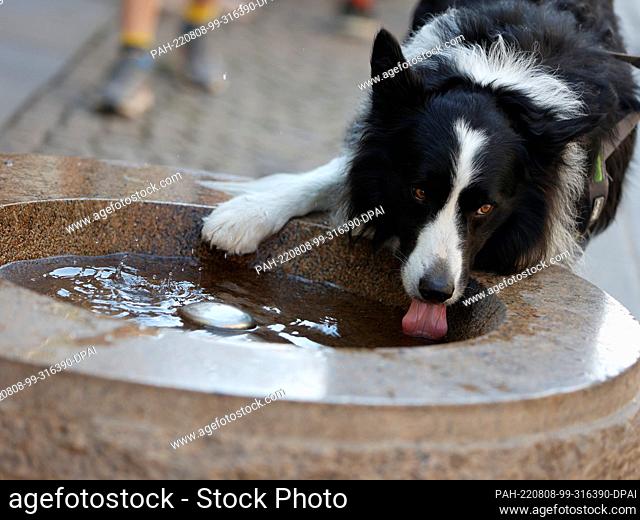 08 August 2022, Saxony-Anhalt, Wernigerode: A dog refreshes itself at a drinking water dispenser in the city center. In many cities, free water is provided