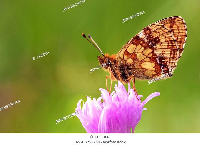 lesser marbled fritillary Brenthis ino, sitting at a grass blade, brown knapweed, Centaurea jacea, Germany, Rhineland-Palatinate