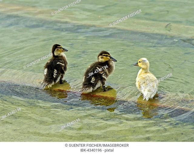 Three Mallard (Anas platyrhynchos) ducklings standing in the water