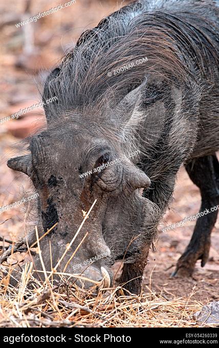portrait of a common Warthog on the bank of the Chobe River in Botswana