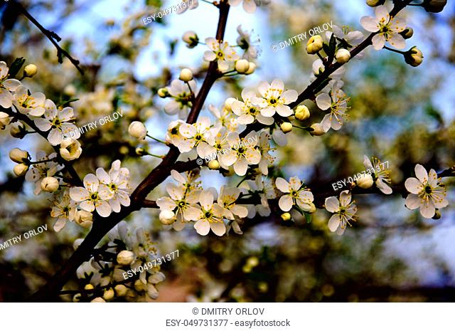 Blossoming apple tree branch with white flowers on blue sky background close-up