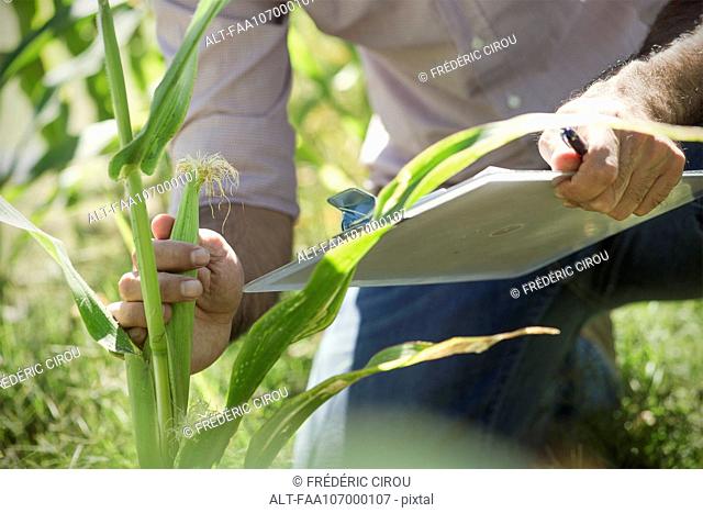 Man examining corn in field