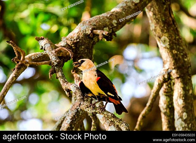 Hangbird on a tree. Tarangire, Tanzania