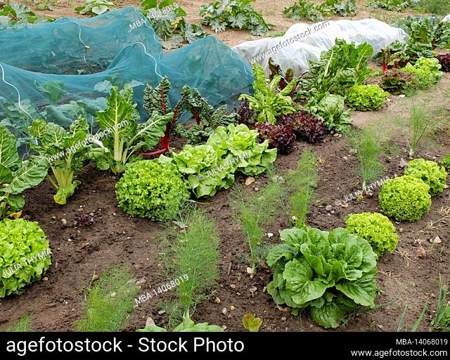 mesh tunnel as protection against pests, mixed culture in front: swiss chard (beta vulgaris) with lettuce (lactuca sativa)