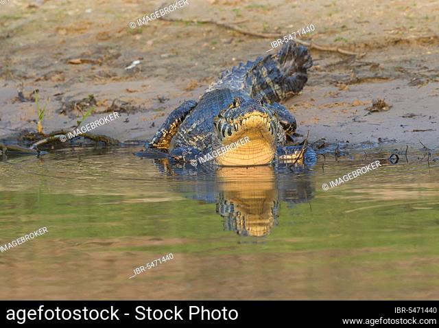 Yacare caiman (Caiman yacare), Pantanal, Mato Grosso, Brazil, South America