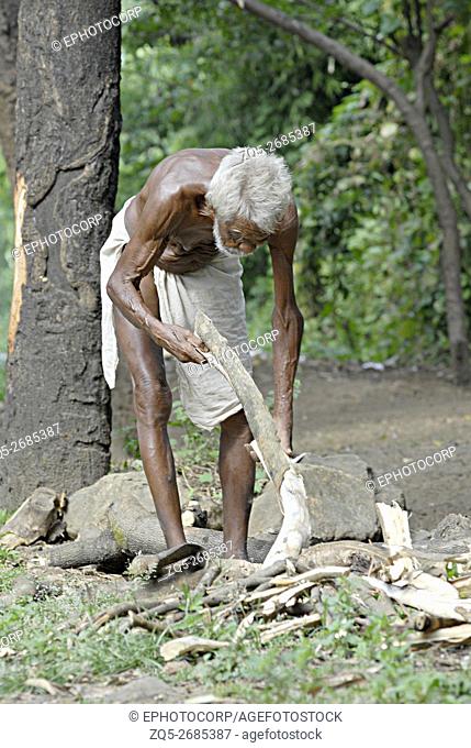 Warli Tribal old man separating wood