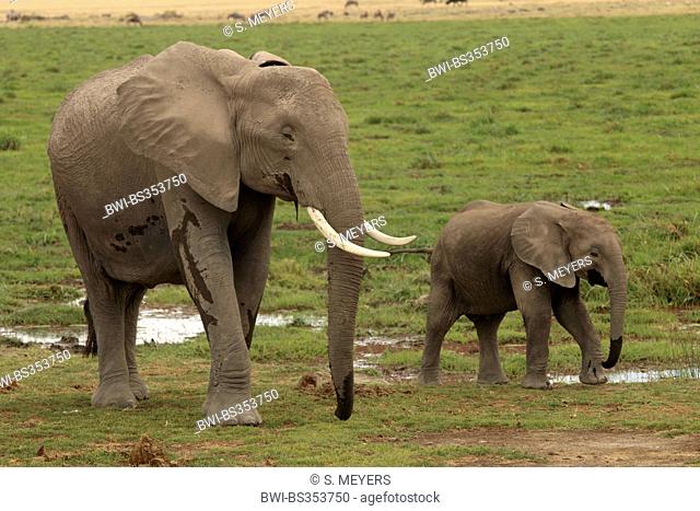 African elephant (Loxodonta africana), female with pub, Kenya, Amboseli National Park