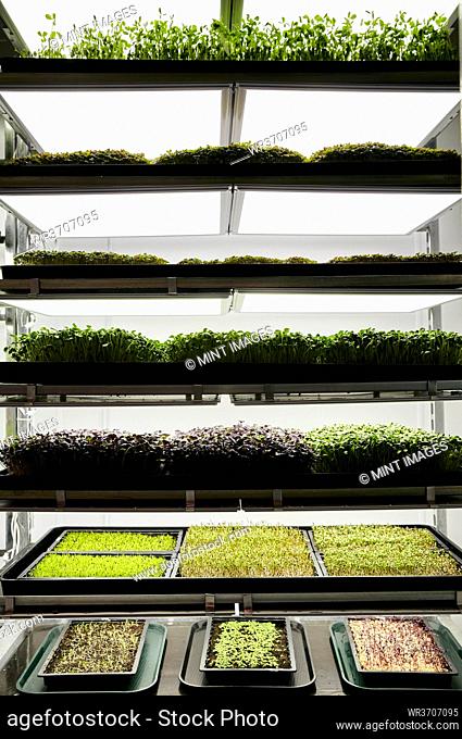 Trays of microgreen seedlings growing in urban farm