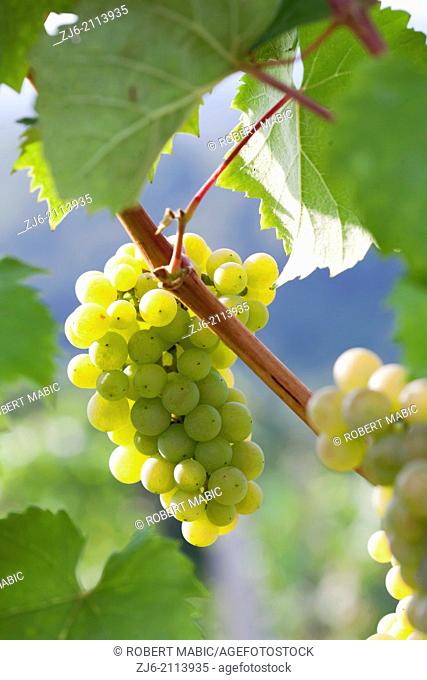 Riesling Wine grape