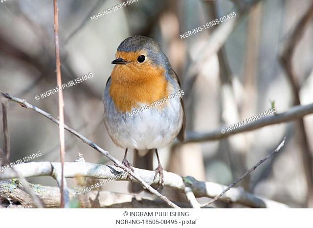 Robin perched on a branch