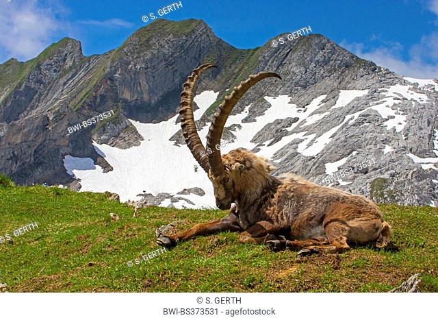 Alpine ibex (Capra ibex, Capra ibex ibex), magnificient male Alpine ibex changing the coat, Switzerland, Alpstein, Saentis
