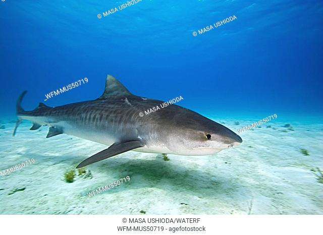 Tiger Shark, Galeocerdo cuvier, Atlantic Ocean, Bahamas