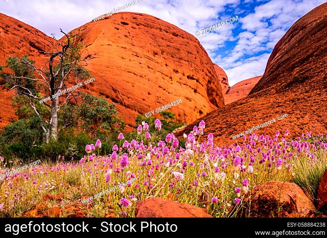 The Australian Outback comes to live when colorful wilflowers cover the dry ground at Valley of the Winds