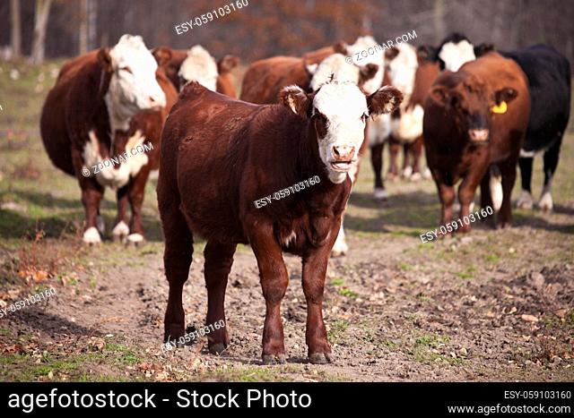 Cattle with the whole cow family