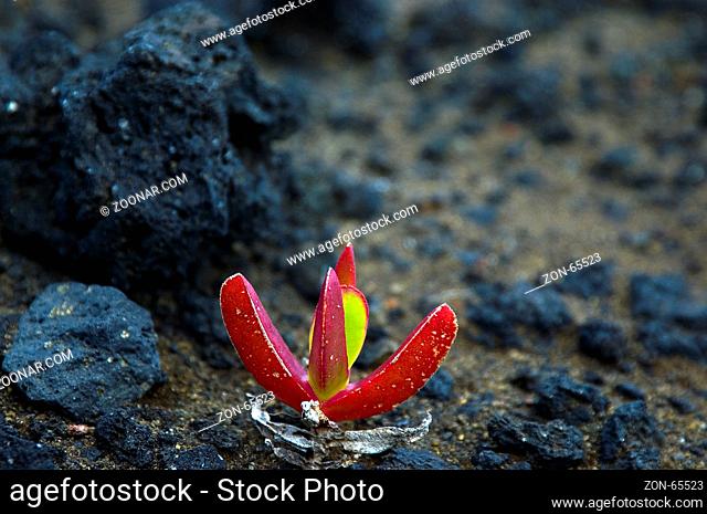 Rote Blüte auf Vulkangestein, Faial, Azoren, Portugal | Red flower on field of lava, Faial, Acores, Portugal