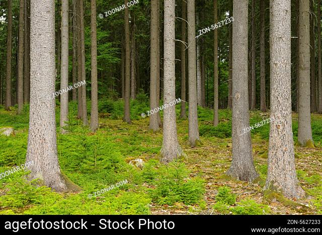 Fichtenwald im Odenwald, Naturverjüngung, Deutschland, Spruce forest, Natural regeneration, Germany