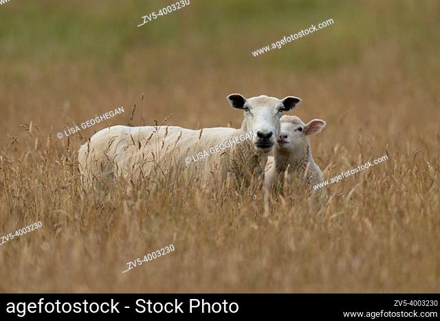 Ewe with her lamb-Ovis aries