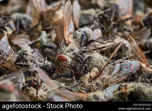 Dead flies in a big pile