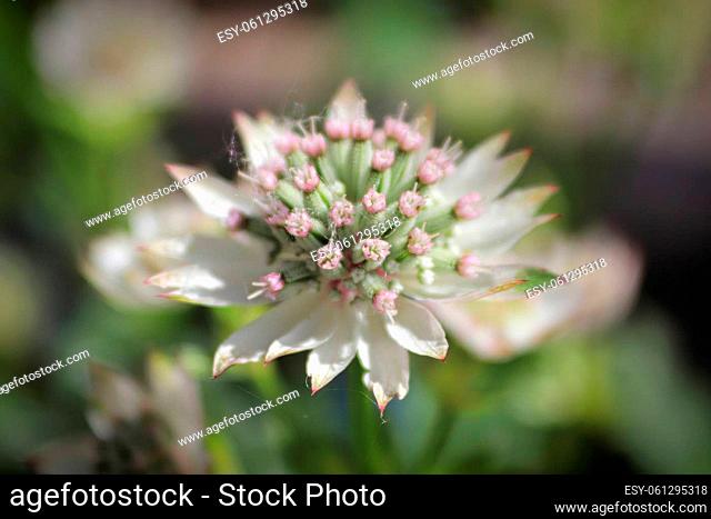Macro view of pink and white masterwort flowers