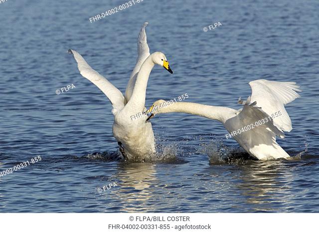 Whooper Swan Cygnus cygnus two adults, fighting on water, Ouse Washes, Norfolk, England, february