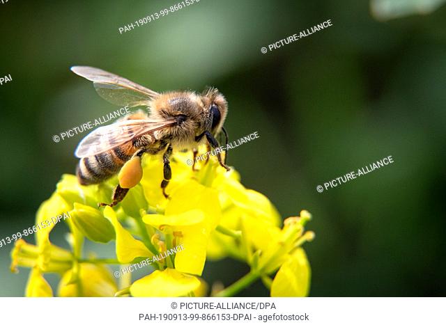 13 September 2019, Lower Saxony, Langenhagen: A bee sits on a field mustard flower. Photo: Sina Schuldt/dpa. - Langenhagen/Lower Saxony/Germany