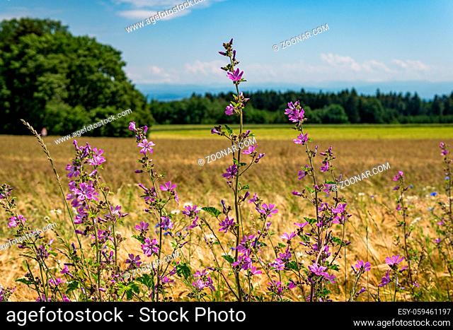 Beautiful flowers and grain fields with bees and insects on Lake Constance
