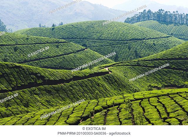 Tea plantation, Devikulam, Munnar, Idukki, Kerala, India