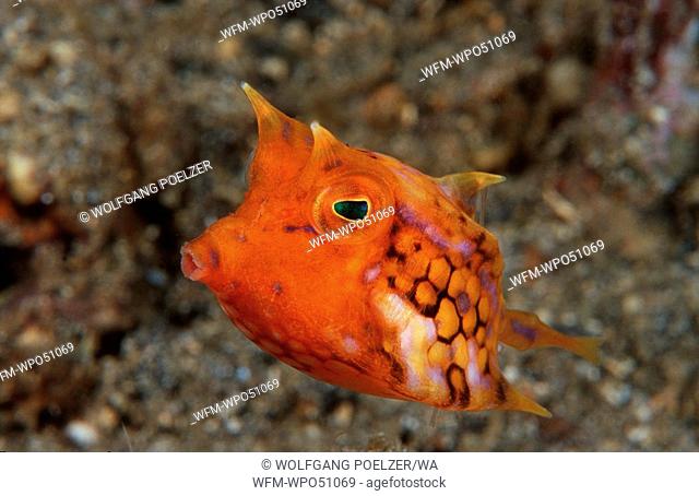 Thornback cow fish, Lactoria fornasini, Lembeh Strait Sulawesi Indonesia Indian Ocean, Indonesia