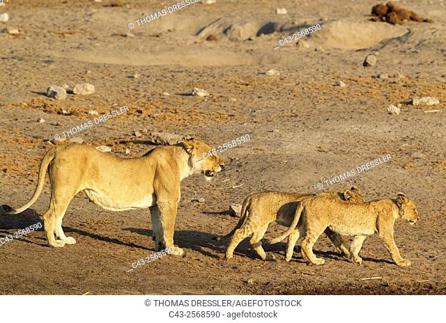 Lion (Panthera leo) - Female with two cubs at a waterhole. Etosha National Park, Namibia
