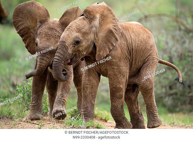 African elephant (Loxodonta africana), cubs running, Samburu National Reserve, Kenya