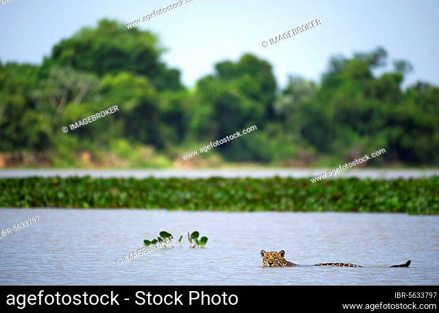 Jaguar (Panthera onca palustris) adult, swimming in river habitat, Cuiaba River, Mato Grosso, Brazil, South America