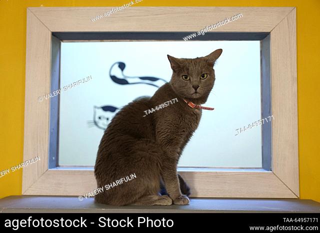 RUSSIA, MOSCOW - NOVEMBER 18, 2023: A cat is seen at the Murchashka cat cafe. Valery Sharifulin/TASS
