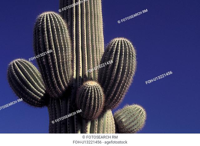 Saguaro National Park, AZ, Arizona, Saguaro Cactus