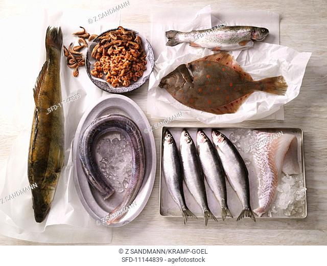 Various types of fish and Noth Sea shrimps