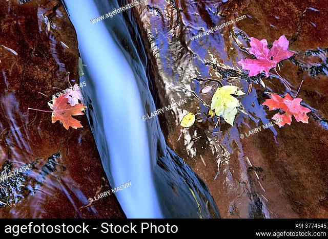 Close-up view of the ""Crack"", a cut in the terrace rock with water streaming through and fallen leaves along the Left Fork of North Creek in the Subway...