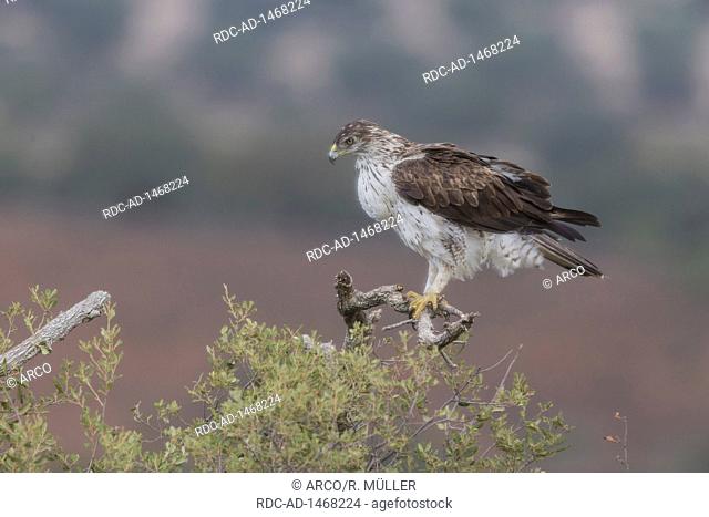 Bonelli's eagle, Spain, Aquila fasciata