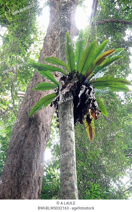 bird's nest fern Asplenium nidus, tropical raiforest with fern, Malaysia, Borneo