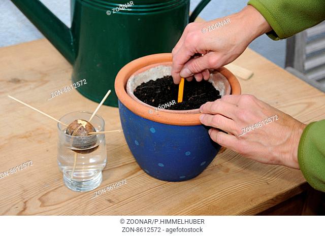 Persea americana, Avocado, Keimling pflanzen, planting seedling