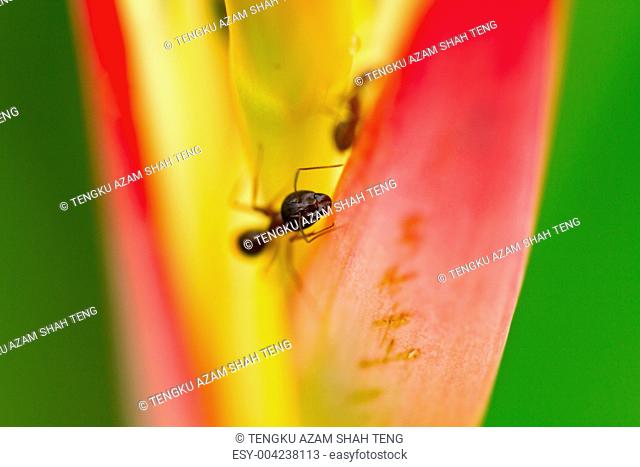 Ant on Heliconia Flower