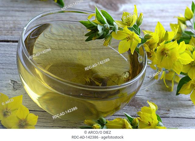 Cup of Yellow Loosestrife tea Lysimachia vulgaris