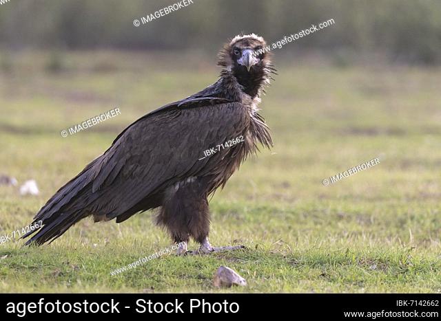 Cinereous vulture (Aegypius monachus) on the ground, Extremadura, Spain, Europe