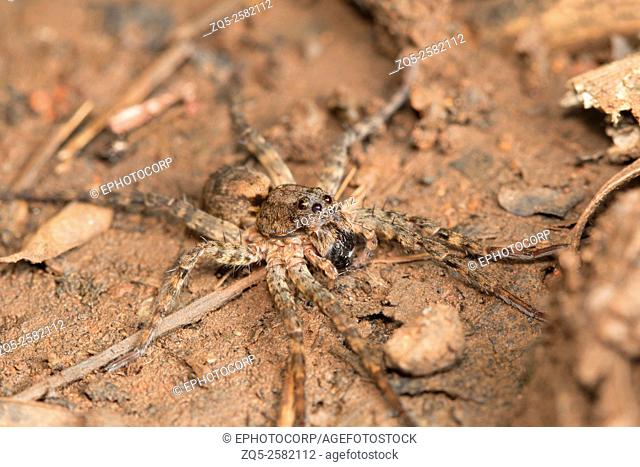 Wolf spider, Pardosa sp. , Aarey Milk Colony, India