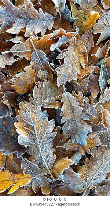 Sessile oak (Quercus petraea, Quercus sessilis), oak leaves with hoarfrost on the ground, Germany