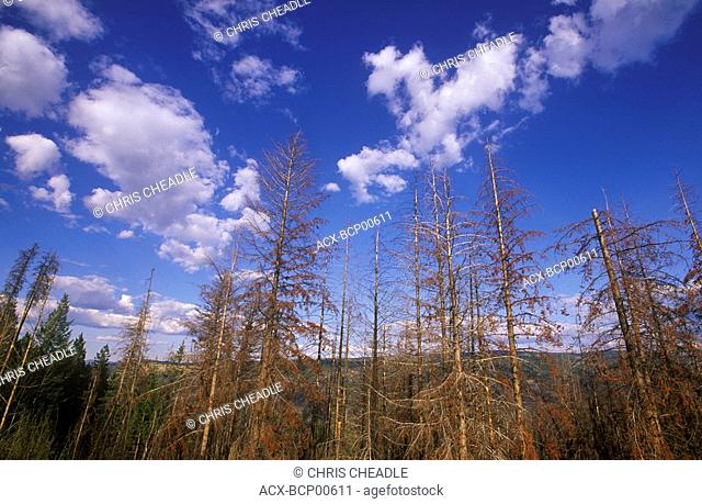 Dying pine trees from insect infestation, near Princeton, British Columbia, Canada