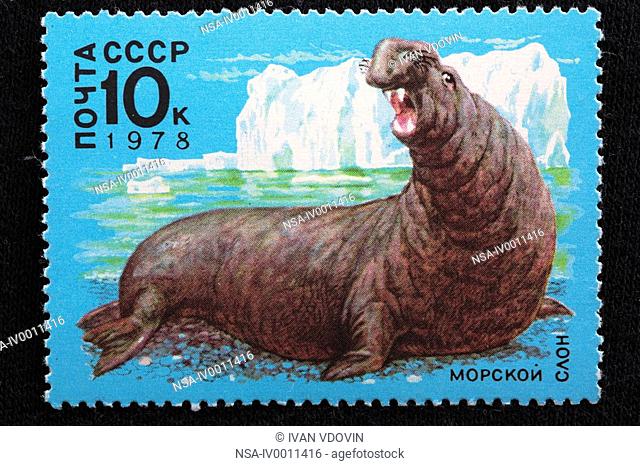 Southern Elephant Seal Mirounga leonina, postage stamp, USSR, 1978