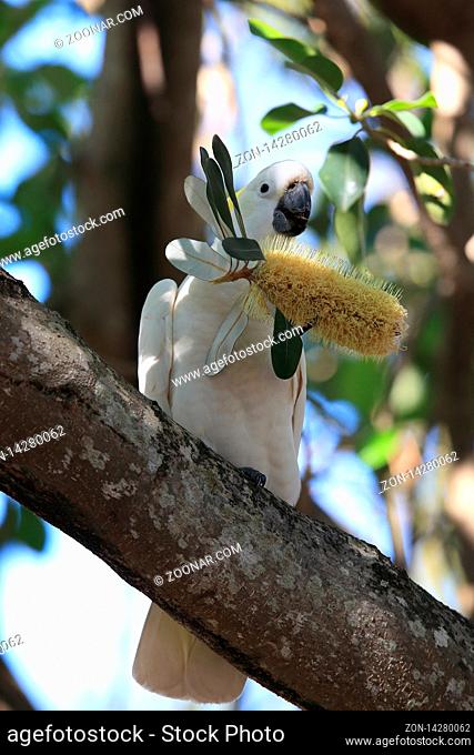 sulphur-crested cockatoo (Cacatua galerita), queensland australia