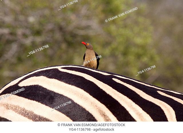 Plains Zebra Equus Quagga with Red-billed Oxpecker Buphagus Erythrorhynchus  Oxpecker sitting on the Zebra's back  A symbiotic relationship exists between the...